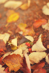 Autumn Leaves I