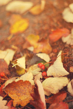 Autumn Leaves I