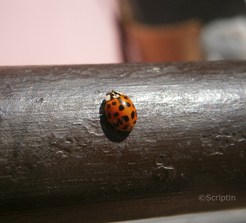 Lady Bug 02