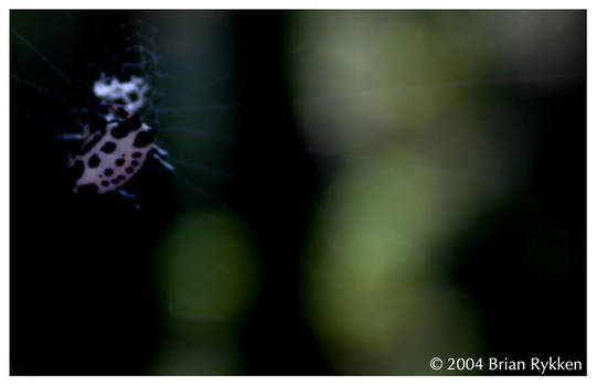 Spider in the Woods