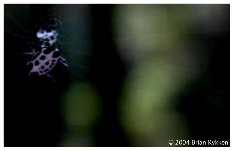 Spider in the Woods