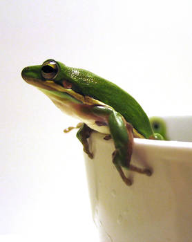 Green tree frog in a cup