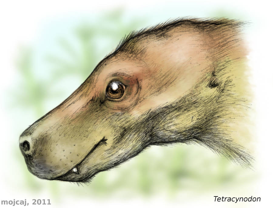 Tetracynodon, a small therocephalian by mojcaj