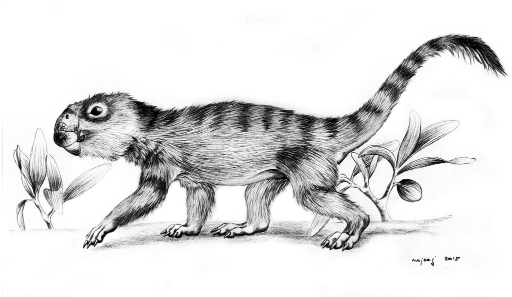 B/W galeops by mojcaj on DeviantArt