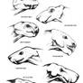 therapsids reconstructions