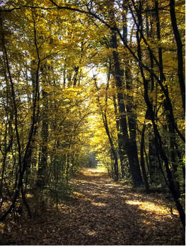 Autumn in Vienna