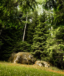 Stone Forest