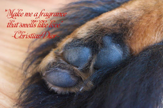 Dogfeet smells like love