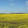 campo di margherite