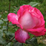 rosa grassa - 6