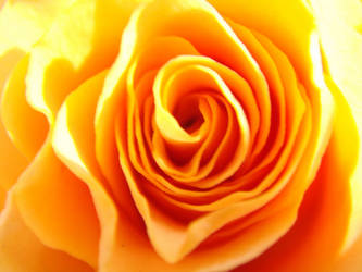 Yellow rose close-up