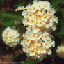 Little white flowers