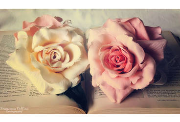 White and pink roses