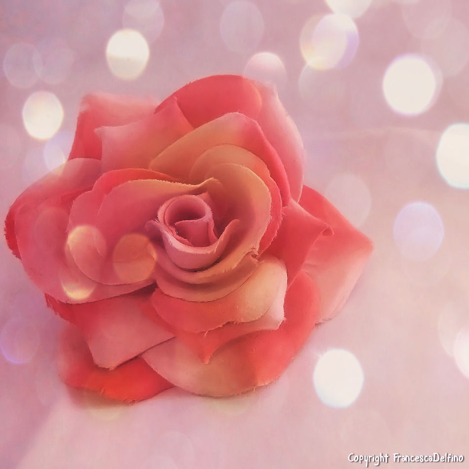 Bokeh rose