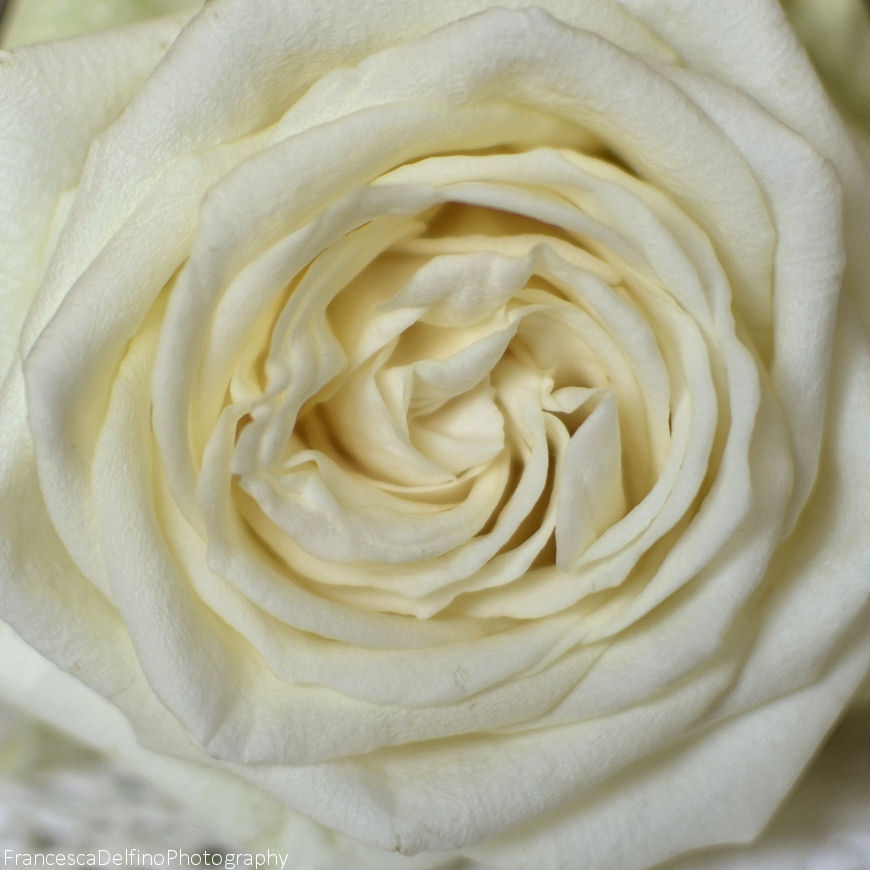 White rose