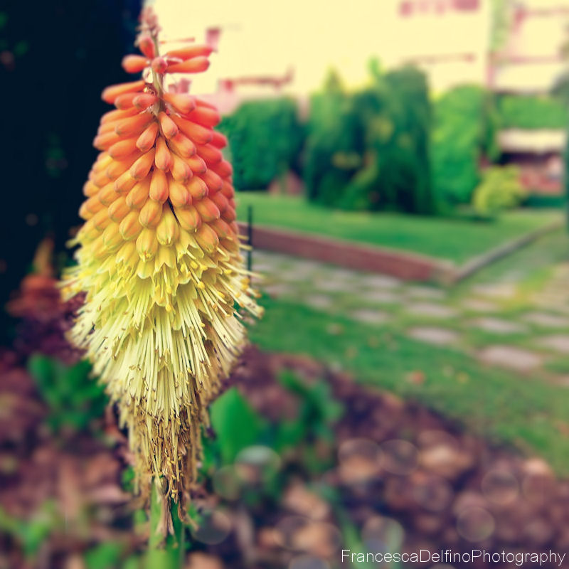 Love Red Hot Pokers