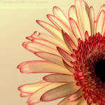 Gerbera 5 by FrancescaDelfino