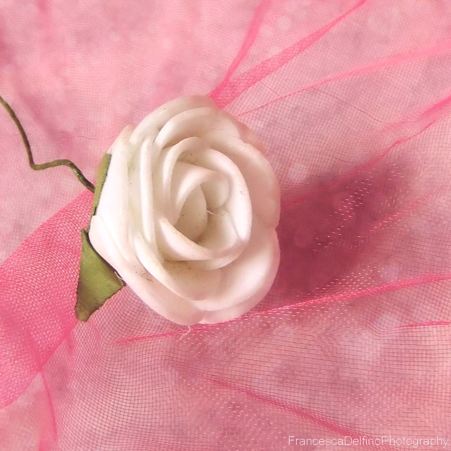 Little white rose 1