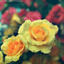 Yellow roses