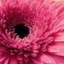 Pink gerbera with a drop