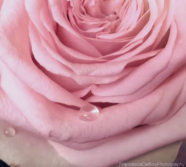 Pink rose with drops