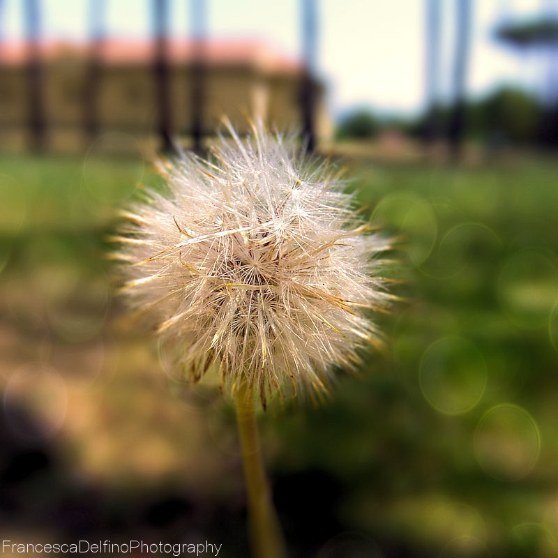 Dandelion 1