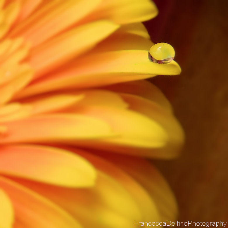 Orange gerbera with drop by FrancescaDelfino