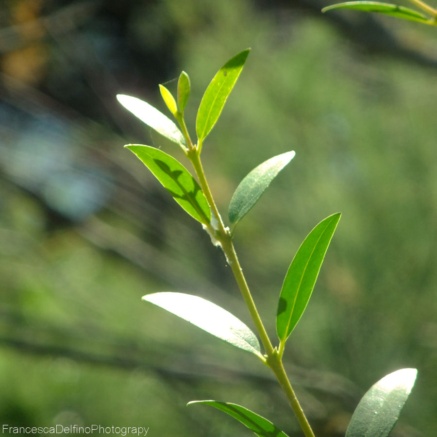 Bokeh leaves 2