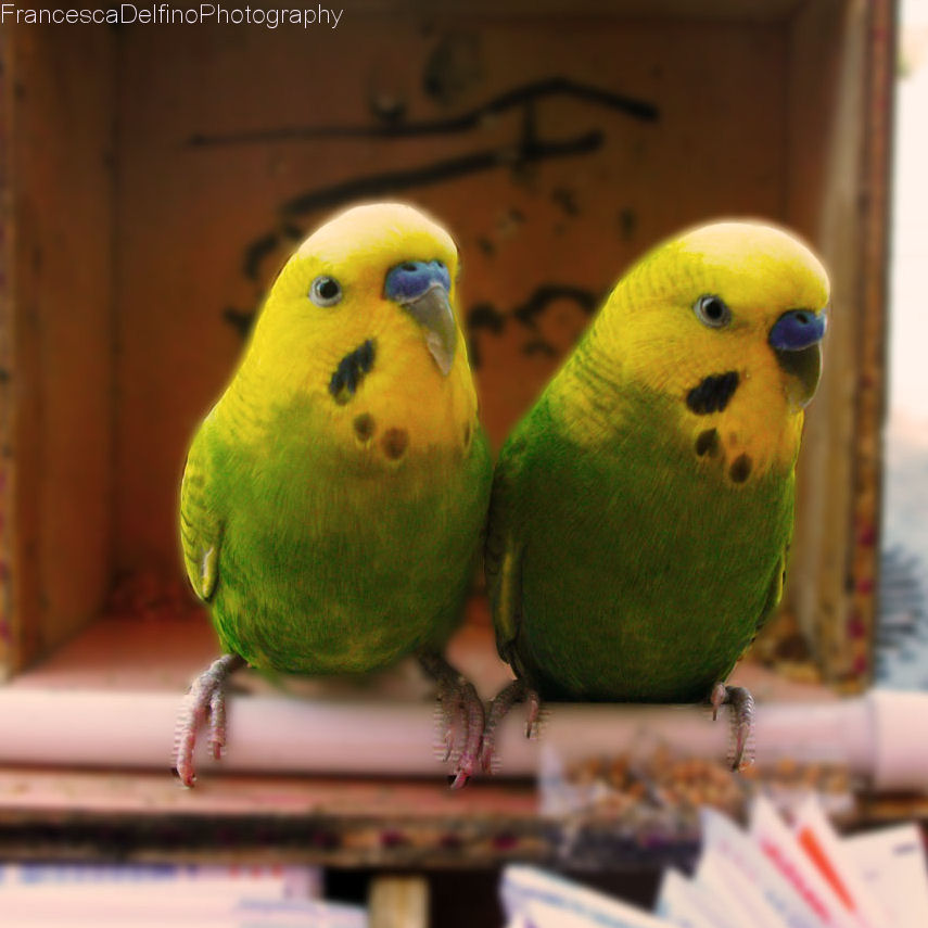 Parrots