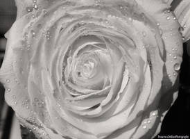 Delicate White Rose (Black and White Version)