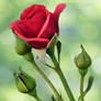 Red rose 1
