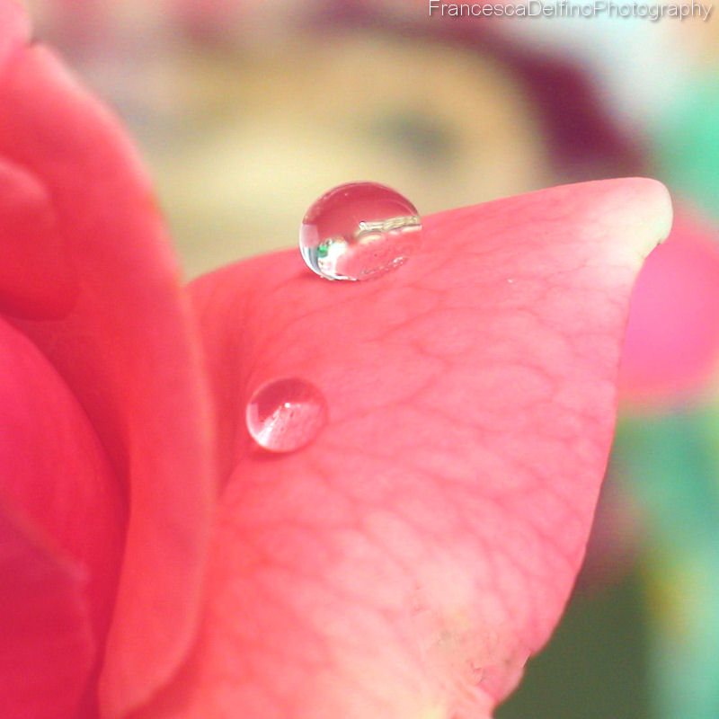 Drops on rose 1