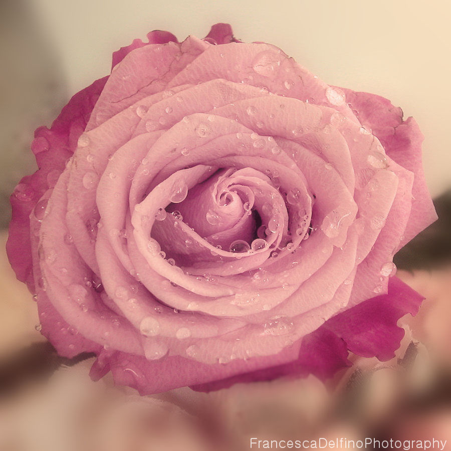 Pink rose 1