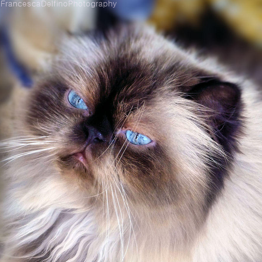 Her beautiful blue eyes by FrancescaDelfino
