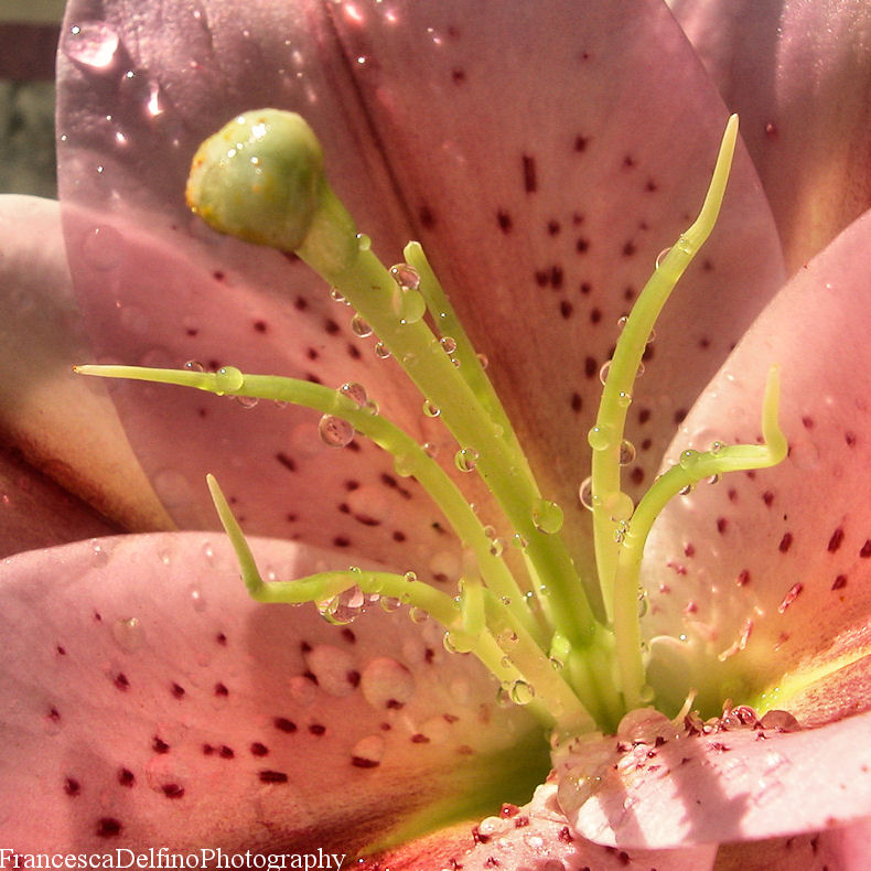 Drops on lily