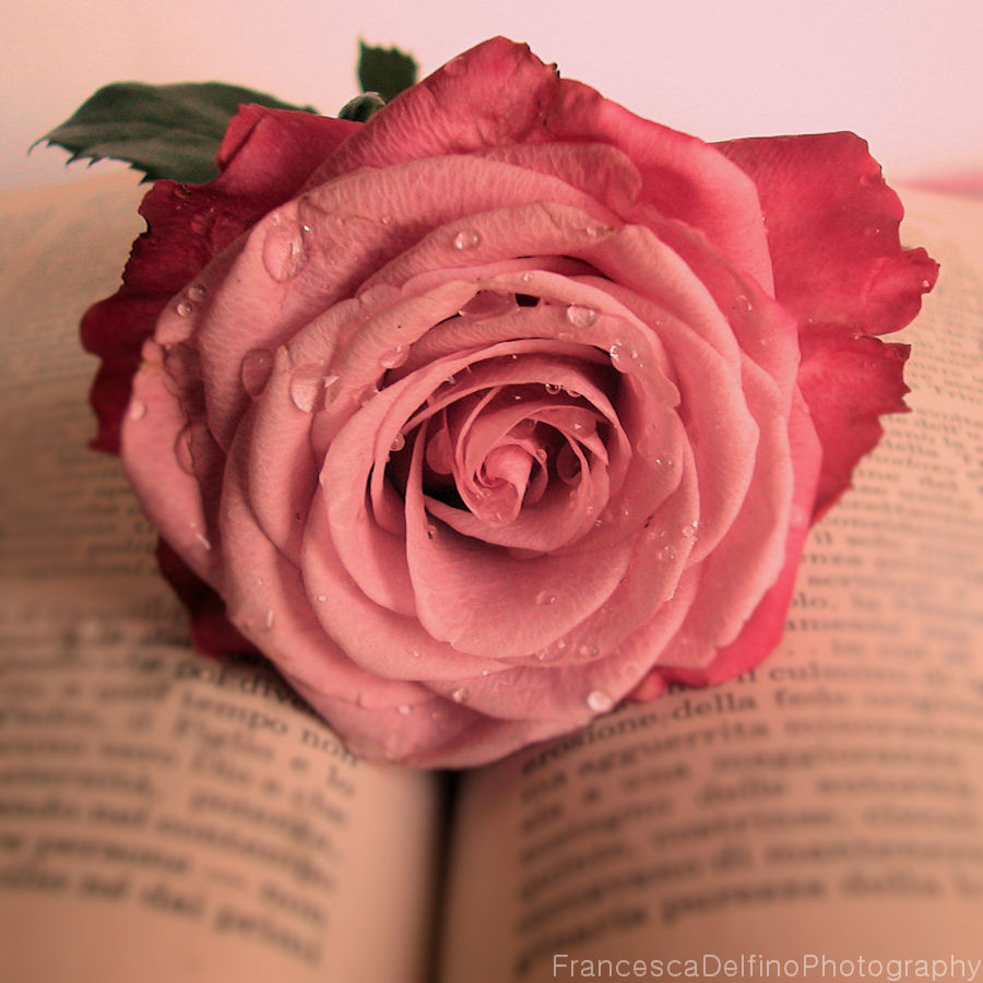 Pink rose and book