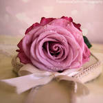 Soft and romantic rose by FrancescaDelfino