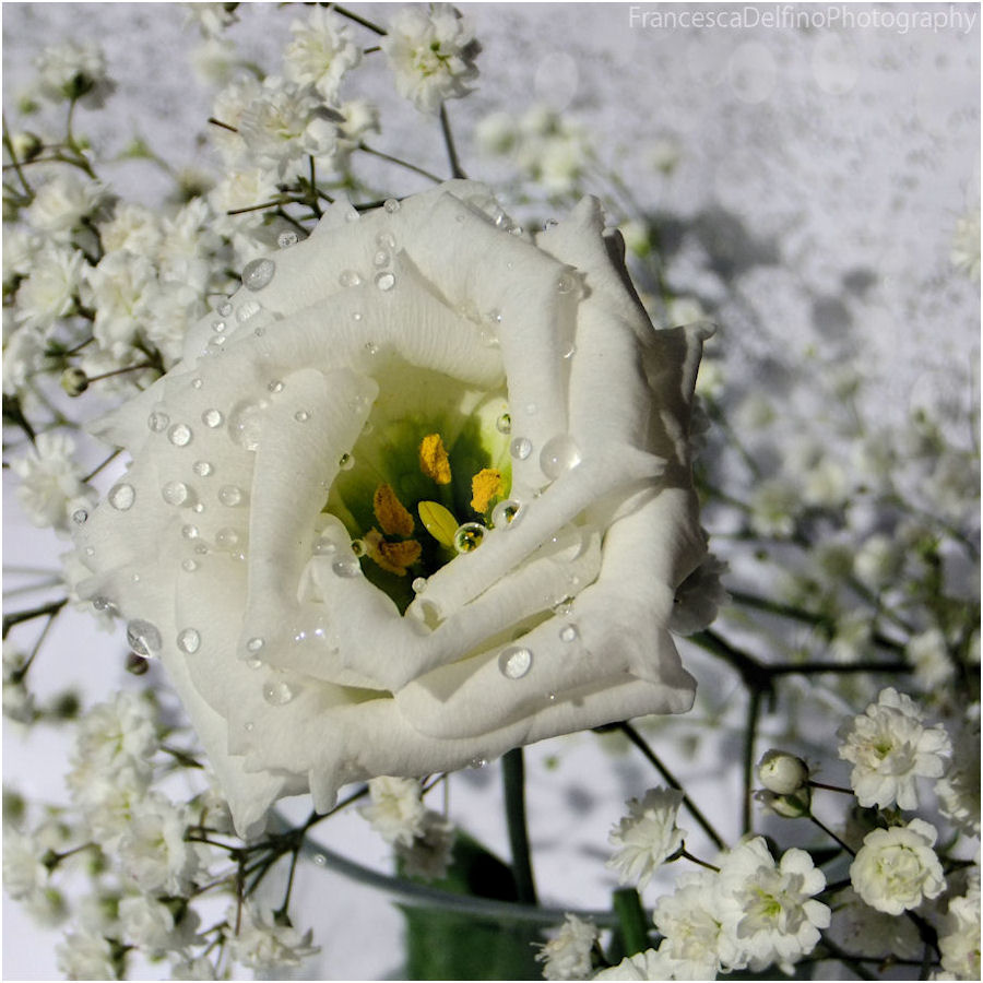 Tiny white flower