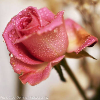 Rose with drops version 2 by FrancescaDelfino