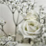 Softness white rose