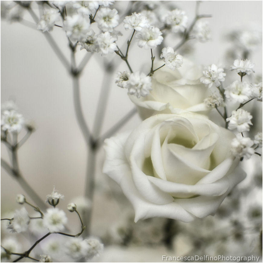 Softness white rose by FrancescaDelfino