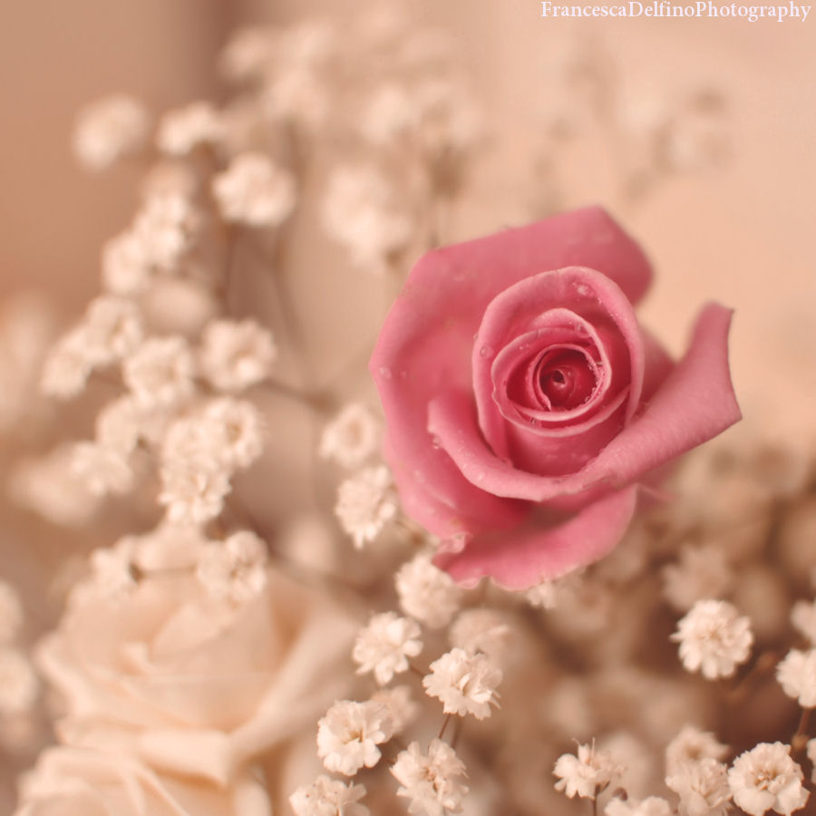 Softness pink rose