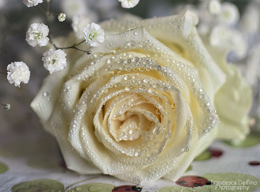 White rose with water drops 2