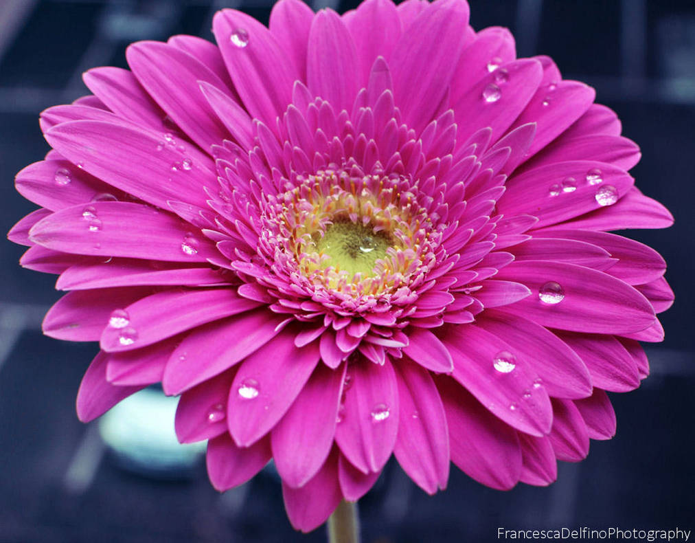 Drops on the pink gerbera by FrancescaDelfino