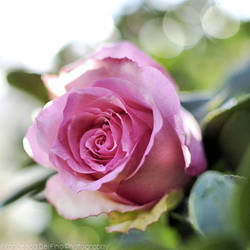 Pink rose with bokeh 1