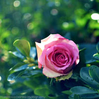 Pink rose with bokeh 2