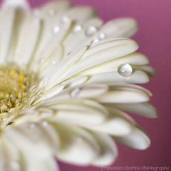 White Gerbera with drops