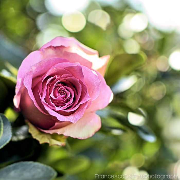 Pink rose with bokeh 3