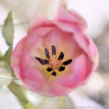 Pink tulip