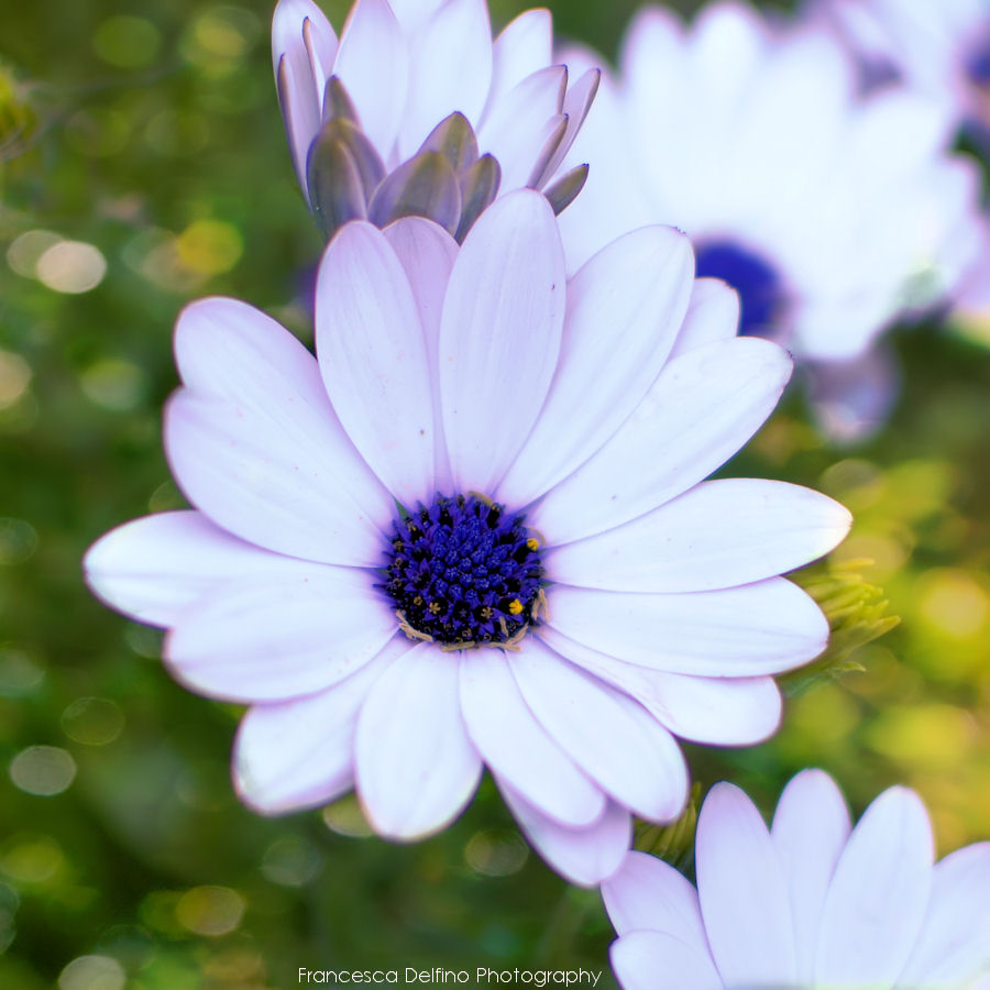 Daisy and bokeh